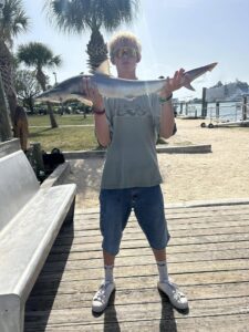 Shark